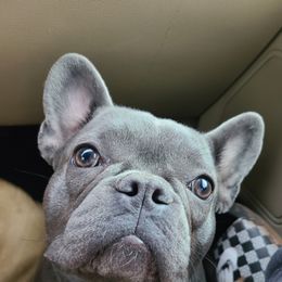 French Bulldogs from Brandon's Brood, Wright co.
