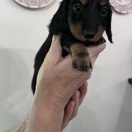 Girl 1 - Black and tan female Dachshund puppy in Gouverneur, New York from Dack Dachshunds