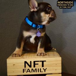 Bruh - Tricolors male French Bulldog puppy in Fort Worth, Texas from North Side Frenchies Texas