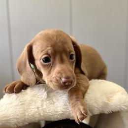 Dachshunds and Pembroke Welsh Corgis from Jodi Cloutier