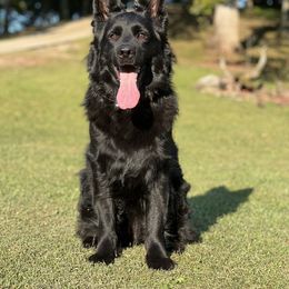 Athena - Black female German Shepherd puppy in Buffalo, West Virginia from Z Tykev Vino LLC