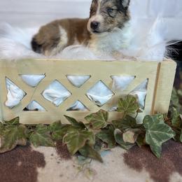 Will - Sable and white male Collie puppy in Chilhowie, Virginia from Jolly Collies