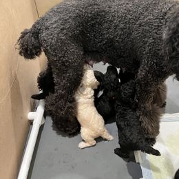 Poodle Puppies from The Rad Poodles