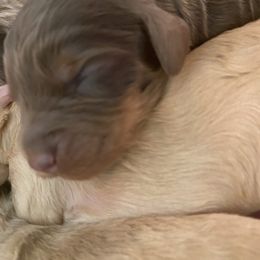 Australian Labradoodle and Double Doodle Puppies from Little Kingdom Doodles