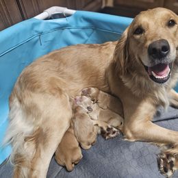 Oakley - Golden Retriever