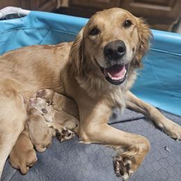 Oakley - Golden Retriever