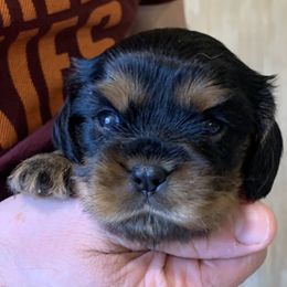Girl 1 - Black and tan Cavalier King Charles Spaniel puppy in Zion Crossroads, Virginia from Karma's Cavaliers