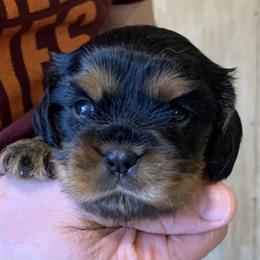Girl 1 - Black and tan Cavalier King Charles Spaniel puppy in Zion Crossroads, Virginia from Karma's Cavaliers