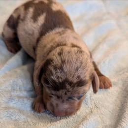 Oliver - Dapple male Dachshund puppy in Marshall, Texas from Wilson's Kennels