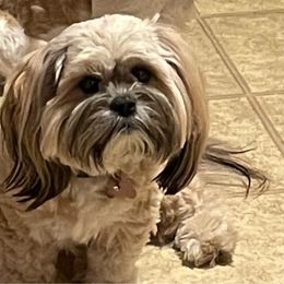 Canela - Lhasa Apso