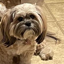 Canela - Lhasa Apso
