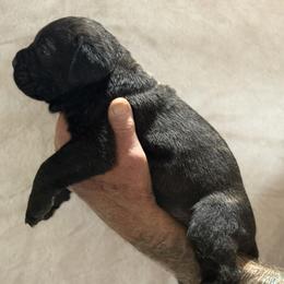 Lilac - Black brindle female Cane Corso puppy in Paris, Texas from Knucklehead Cane Corso