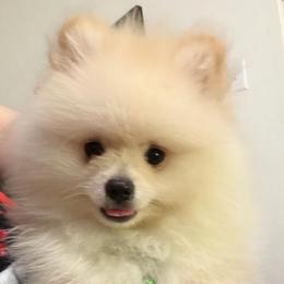 Messi - Cream male Pomeranian puppy in Los Angeles, Santa Clarita, California from LT_Poms