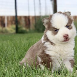 Candy - Chocolate female Pomsky puppy in Uintah County, Utah from Bingo's Wolfhounds, Lollipop Pomskies