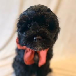 Dune - Black and white male Cockapoo puppy in Saint Louis, Missouri from Jax Doodles