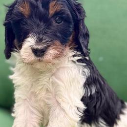 Ivy (pink collar girl) - Phantom female Bernedoodle puppy in Colorado Springs, Colorado from Mercy Mountain Bernedoodles
