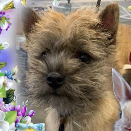 Cairn Terriers from Kin Loch Cairns