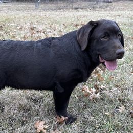 August - Labrador Retriever