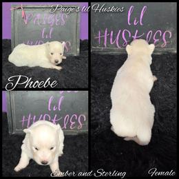 Phoebe - White female Siberian Husky puppy in Bloomfield, Indiana from Paiges lil huskies