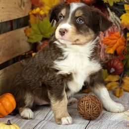 Miniature American Shepherds and Miniature Australian Shepherds from Rocking 2R Kennel