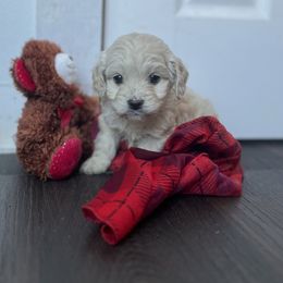 Cockapoo Puppies from East St. Poodles & Doodles
