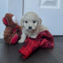 Cockapoo Puppies from East St. Poodles & Doodles