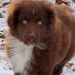American Corgis, Aussiedoodles, Australian Shepherds, Dachshunds, and Pembroke Welsh Corgis from DRB Australian Shepherds