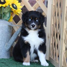Yokohoma - Black tri-color male Australian Shepherd puppy in Circleville, Utah from Canyon Creek Aussies