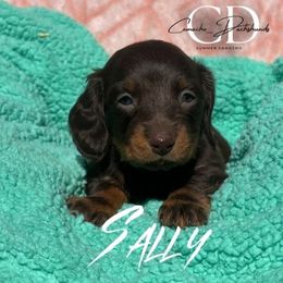Sally - Chocolate and tan female Dachshund puppy in Huntington, Texas from Camacho_Dachshunds