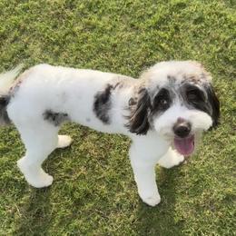 Tilley - Goldendoodle