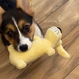 Cocker Spaniel and Pembroke Welsh Corgi Puppies from Sunflower Farms