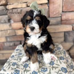 Tinkerbell - Tri-color female Bernedoodle puppy in Payson, Utah from The Puppy Nest