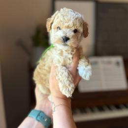 Sprout - Apricot male Goldendoodle puppy in Benton, Arkansas from Cozy Creek Doodles