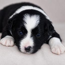 Scarlett - Black & white female Miniature Australian Shepherd puppy in Lowgap, North Carolina from Baileys Mini Aussies