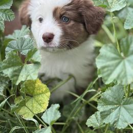 Girl 2 - Red tri female Miniature Australian Shepherd puppy in Menifee, California from Fisher Farm