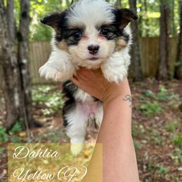 Dahlia - Black and tan female Pembroke Welsh Corgi puppy in White, Georgia from Royal Diamond Corgis