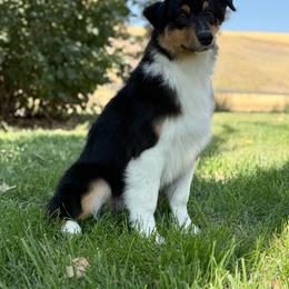 Shamrock - Black tri-color male Australian Shepherd puppy in Touchet, Washington from Windust Kennels