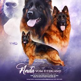 Andi - German Shepherd