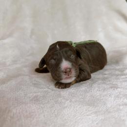Fields - Red tri-color male Aussiedoodle puppy in Burbank, Ohio from Berns & Doodles