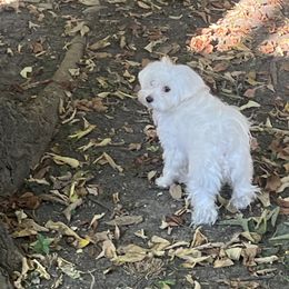 Maltese from Mimi’s Babies