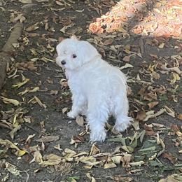 Maltese from Mimi’s Babies