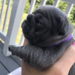 French Bulldog Puppies from Crooked C Ranch