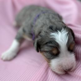 Bernedoodle Puppies from Doting Doodles