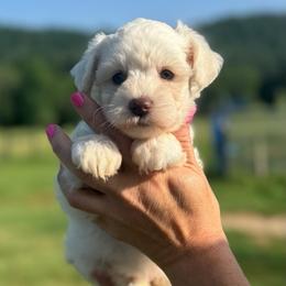 Elsie- Blue Girl - White female Miniature Schnauzer puppy in Oneonta, Alabama from Murphree Valley Kennels
