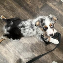 Australian Shepherd All Grown Up from Flowertown Aussies