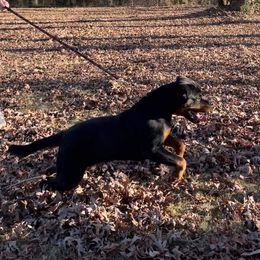 "Pup from a past litter" Rottweiler Puppies from Kayara Haus Rottweilers