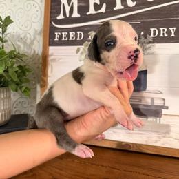 Elsa Jean - Harlequin female Great Dane puppy in Carencro, Louisiana from Halsey Danes