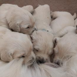Boy 2 - Light golden male Golden Retriever puppy in Clinton, South Carolina from Happy Home English Cream Golden Retriever Breeders of SC