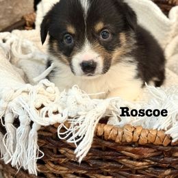 Pembroke Welsh Corgi Puppies from Sarah Ledford