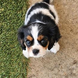 Spring - Tri-color female Cavalier King Charles Spaniel puppy in Simi Valley, California from Above All Else Love